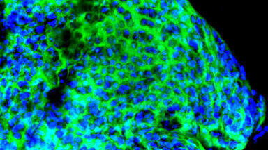 Collaboration to Automate Novel 3D Cell Culture Platform Announced