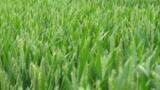 Tool Helps Predict Gene Expression in Plants