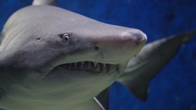 What Is Electroreception, and How Do Sharks Use It to Hunt?