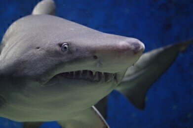What Is Electroreception, and How Do Sharks Use It to Hunt?
