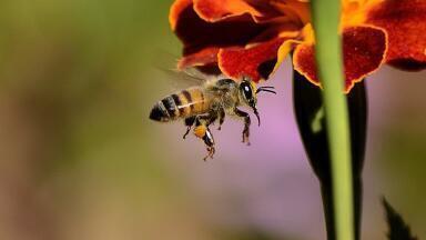 How Do Bees Find Flowers? It's Electric!