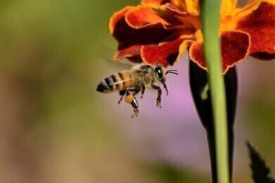 How Do Bees Find Flowers? It's Electric!
