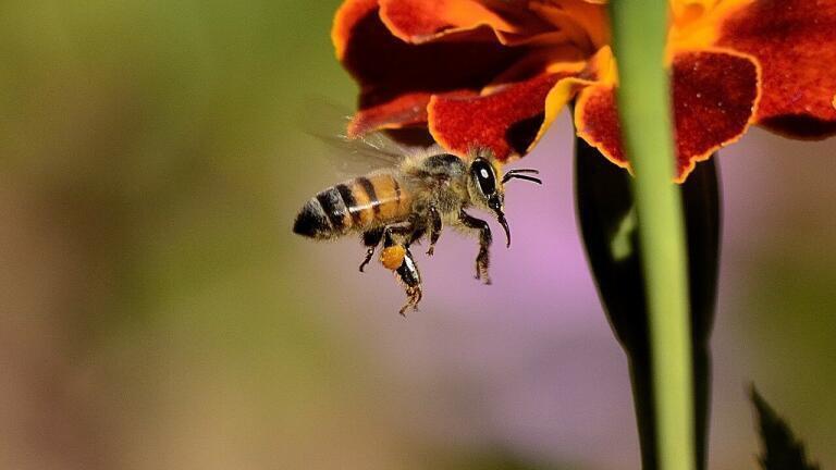 How Do Bees Find Flowers? It's Electric!