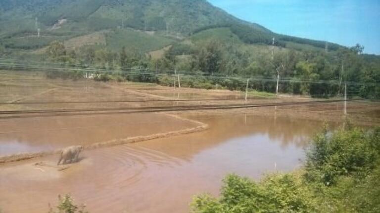 Bioinformatics to Move Rice Project Forward