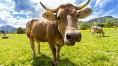 How Do Microbes Make Methane?