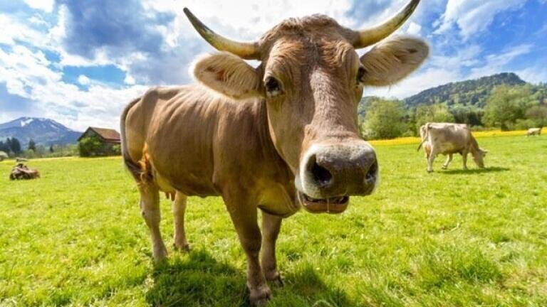 How Do Microbes Make Methane?
