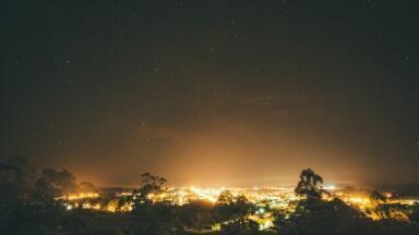 How Does Light Pollution Affect Trees?