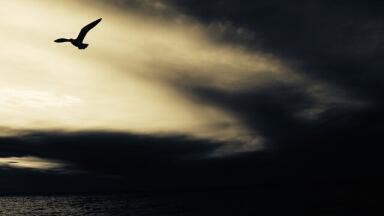 Could Dragons On Westeros Really Fly?