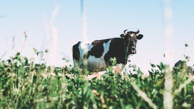 Analysing milk with the PearlTM