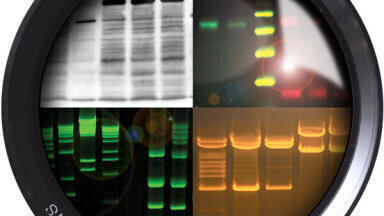 Capture Western Blots and More with the New ChemiDoc-ItTS3 Imager