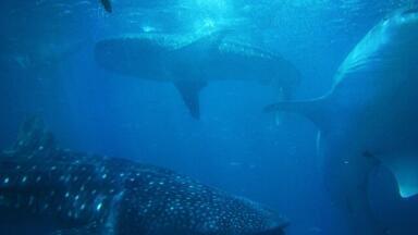 Does Music Make Sharks More Likeable?