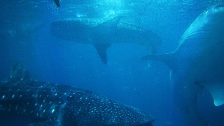 Does Music Make Sharks More Likeable?