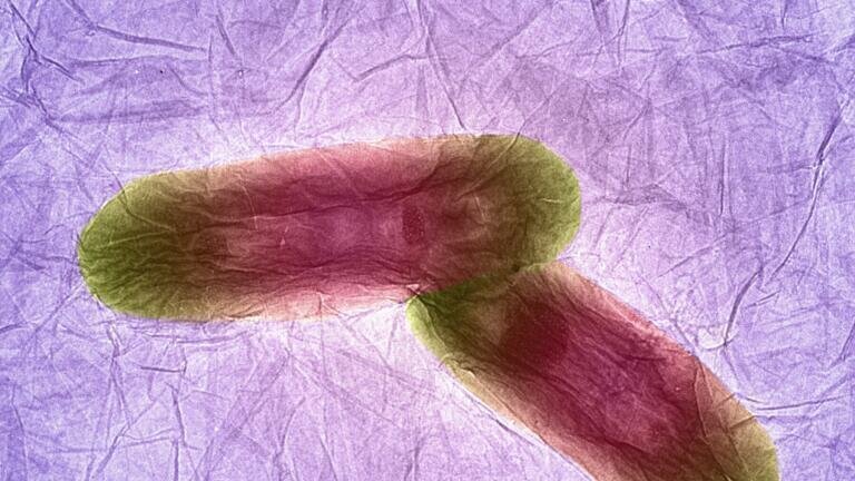 Bacteria on Graphene Oxide Credit: Izzat Suffian, Kuo-Ching Mei, Houmam Kafa and Khuloud T Al-Jamal, King’s College London. Two bacteria sitting on an extremely thin sheet of carbon. This material is one of the thinnest, strongest materials so far discovered. Researchers are trying to stick different medicines to it so they can be carried to the right place in the body when needed. The bacteria are about 2 micrometres (0.002 mm) long.