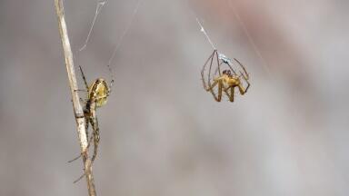Why Microscopy is Improving, Thanks to Our Arachnid Friends