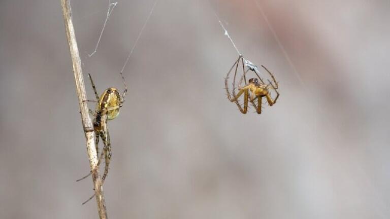Why Microscopy is Improving, Thanks to Our Arachnid Friends