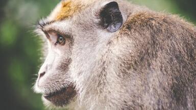 How Have Monkeys Rewritten History?