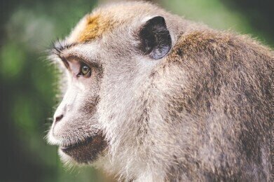 How Have Monkeys Rewritten History?
