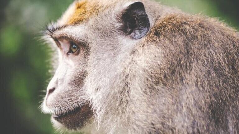 How Have Monkeys Rewritten History?