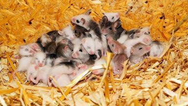 Can Lab-Grown Eggs Create Healthy Life?