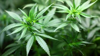 Can Cannabis Give You Night Vision?