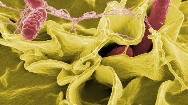 Can Bloodsucking Parasites Cure Asthma?