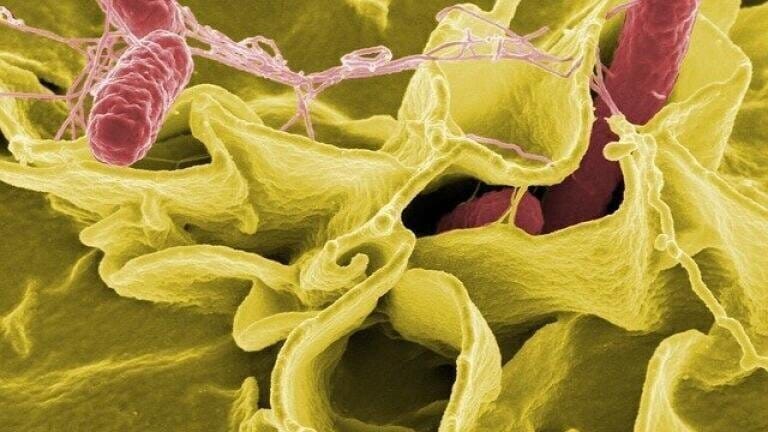 Can Bloodsucking Parasites Cure Asthma?
