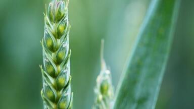 How Can Genetic Modification Improve Our Crops?