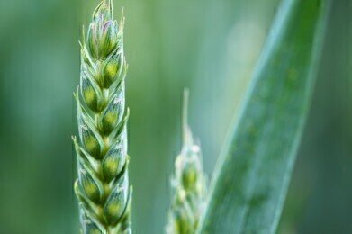 How Can Genetic Modification Improve Our Crops?
