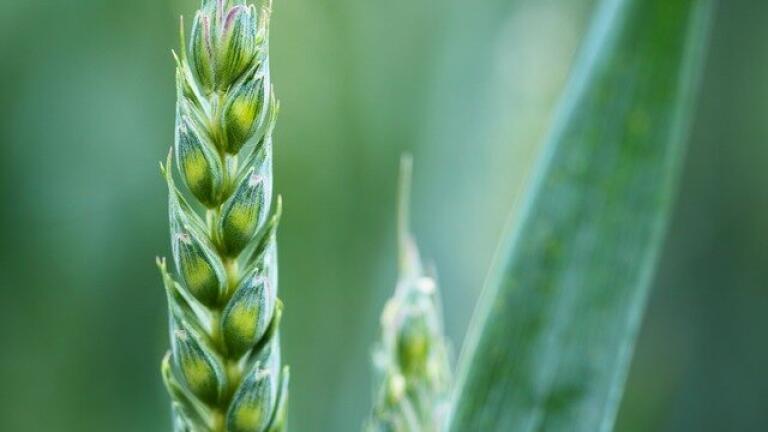 How Can Genetic Modification Improve Our Crops?