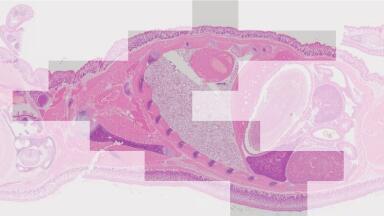 cellSens software pushes the boundaries of microscopes