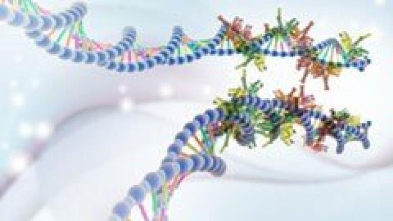 JPK’s NanoTracker™ 2 optical tweezers system is used in the Modesti group at the Centre for Cancer Research, INSERM, to manipulate individual DNA molecules