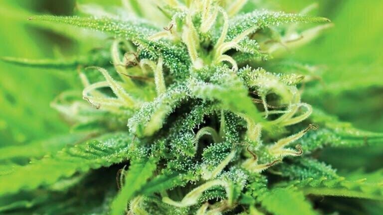 New DEA-Exempted CBDA Certified Reference Material Tests Medical Cannabis Potency with Greater Accuracy