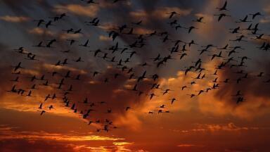 What is Nature Deficit Disorder?