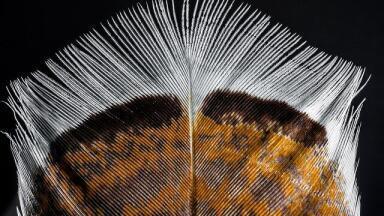 What's Inside Myanmar’s 99-Million-Year-Old Fossil?