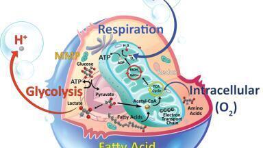 Research Products for Investigating Cellular Metabolism