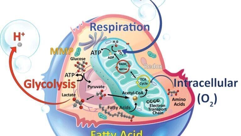 Research Products for Investigating Cellular Metabolism