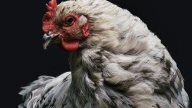 Children vs Chickens - Who is the Smartest?