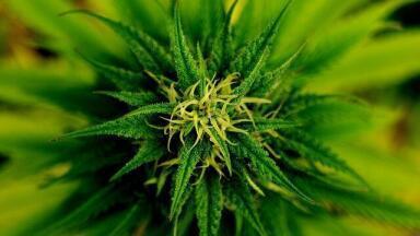 Is Medical Marijuana Really Beneficial?