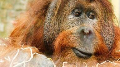 What is "Tinder for Orangutans"?