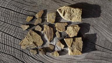 Have We Found Mankind's Oldest Ancestor?