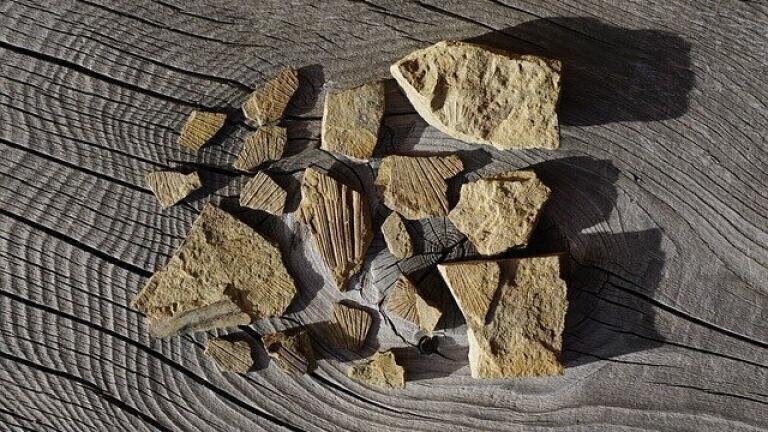 Have We Found Mankind's Oldest Ancestor?