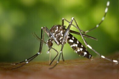 Has Drug-Resistant Malaria Spread to the UK?