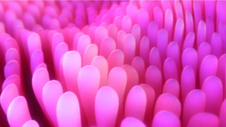 No, this is not a sea anemone. Villi, tiny projections from the intestinal wall, absorb nutrients, and—through a careful balancing act—inject nutrients into the blood. Getting it right requires continual leveling based on environment.