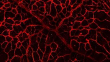 UCD Takes Lead on Cancer and Ophthalmic Research
