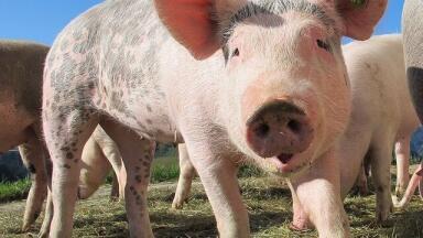 Are There Benefits to Human-Animal Hybrids?