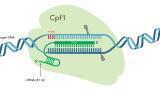 Complete Cpf1-Based CRISPR Genome Editing System Available