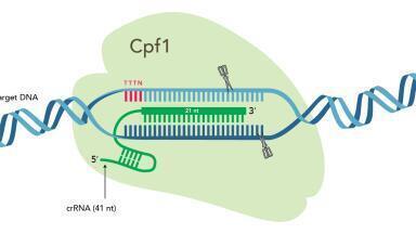 Complete Cpf1-Based CRISPR Genome Editing System Available