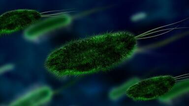 Is a Common Fungus Causing Asthma?