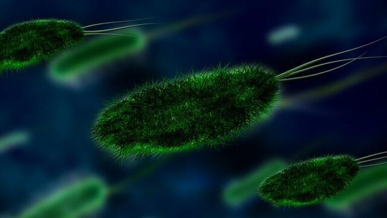 Is a Common Fungus Causing Asthma?