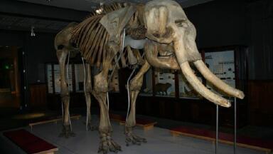 Why Are We Bringing Back Woolly Mammoths?